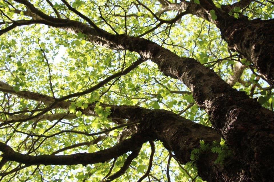 New Community Forest created in the North East to support a greener future