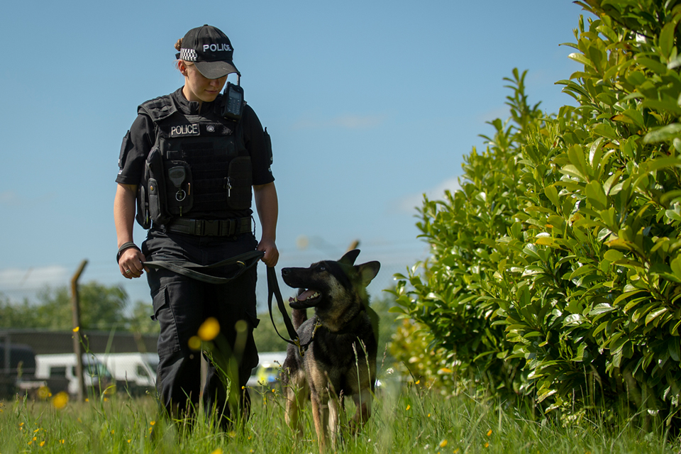 MDP police dog and handler patrolling outdoors.