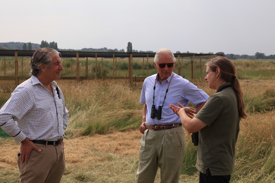 Eurasian Curlews released on the Sandringham Estate