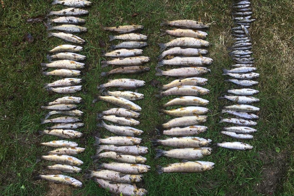 Four rows of dead fish