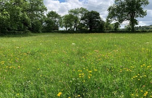 Image shows corner of field in summer time, full of wild flowers and surrounded by hedges and trees