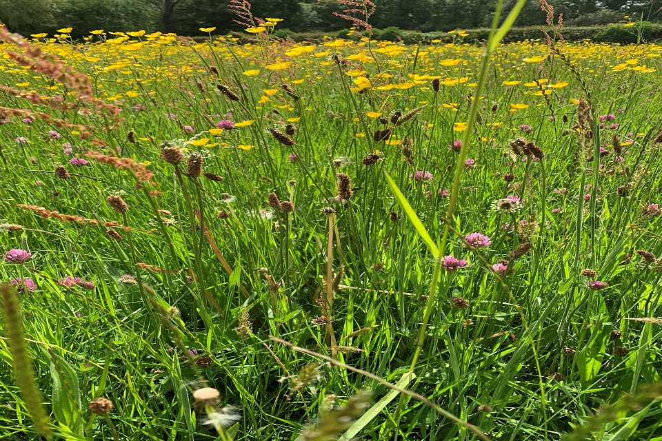 Image shows a close up of the grasslands dotted with wild flowers
