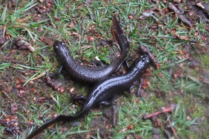 Picture shows two newts on grass