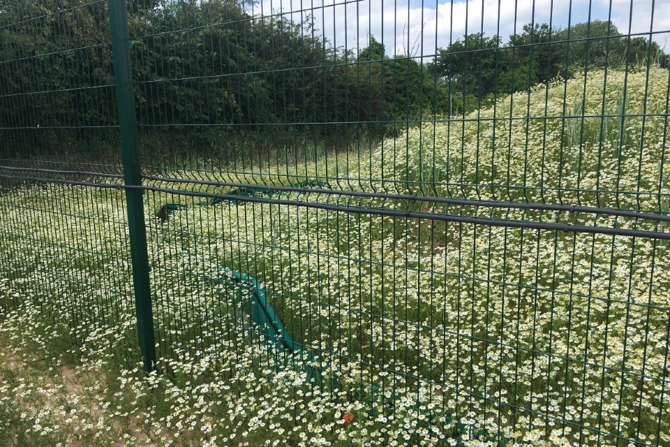 Junction improvement gives nature a helping hand