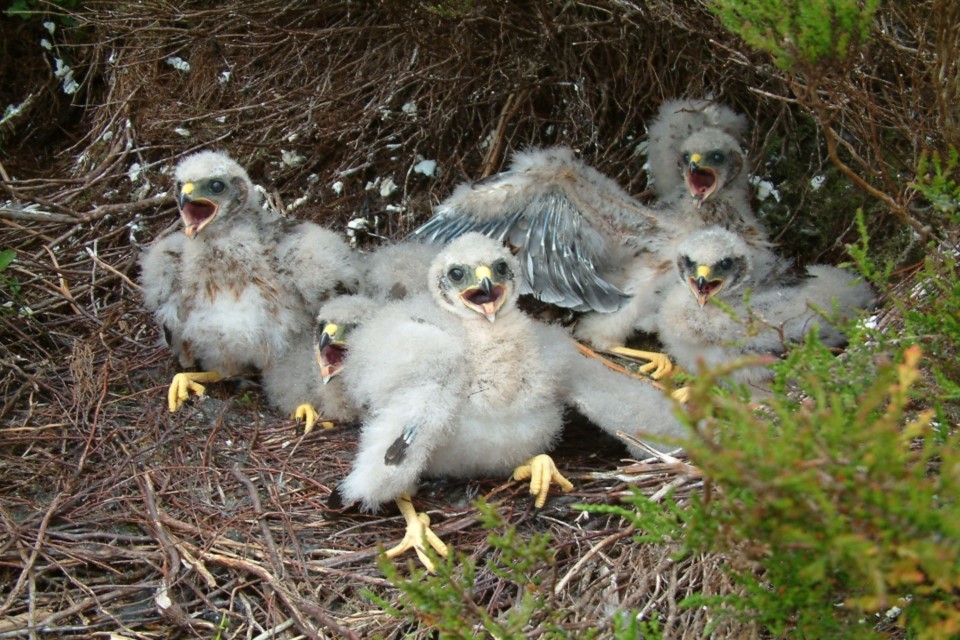 Another successful year for Hen Harrier breeding in England