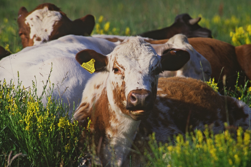 Better welfare conditions for millions of farm animals during transit