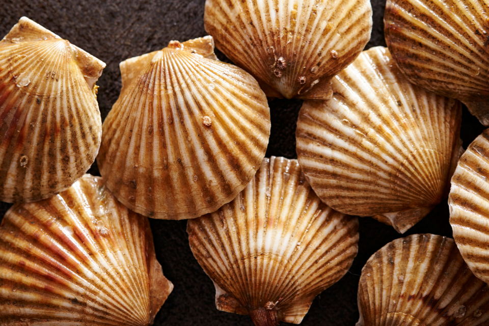 King Scallop Fishery closure to protect stocks