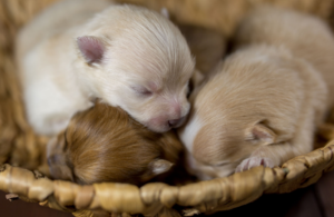 A photo of three puppies sleeping in a basket