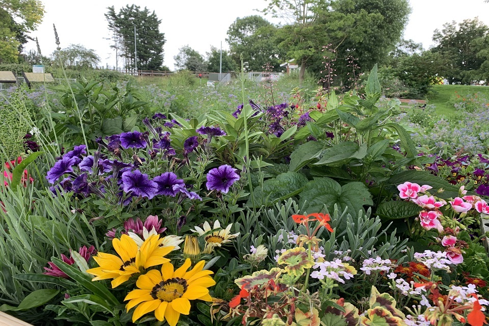 Pollinator paradise created along the River Great Ouse