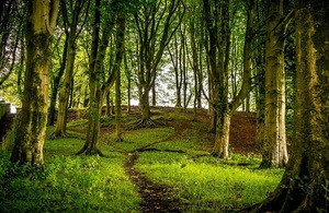 The Tree Health pilot will trial novel ways to better protect our trees. GettyImages