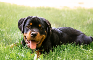 Rottweiler puppy in grass