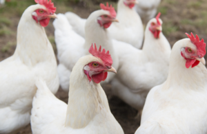 Several white chickens walking outside