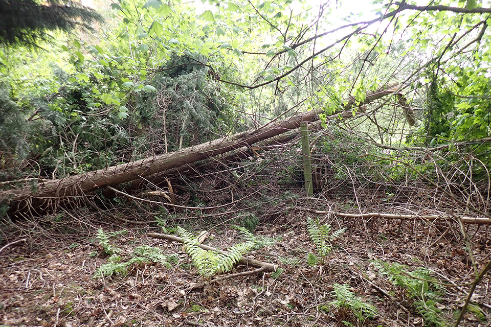 The remains of the fallen tree after the accident, viewed from outside the railway boundary fence, showing the branches which had grown from the fallen trunk and which eventually fell themselves