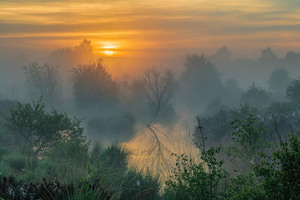 Sun rising above trees at dawn with low-level mist in foreground