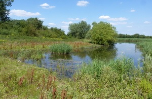 A small lake surrounded by green vegetation.