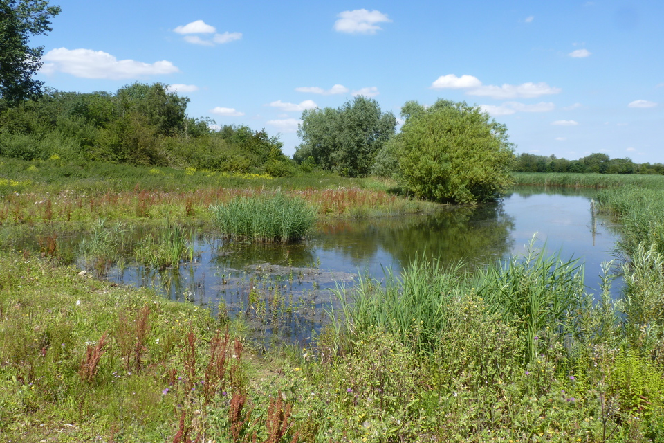 Cotswold Water Park confirmed as a Site of Special Scientific Interest