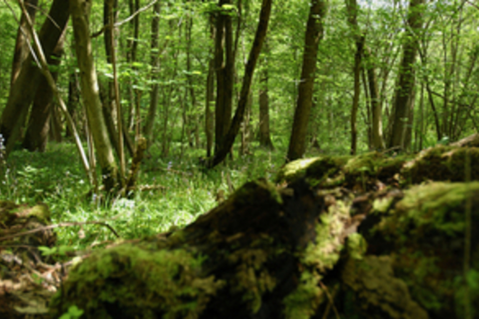 Consultation to protect plants from harmful pests and diseases