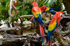 Guacamaya Roja BFL Honduras