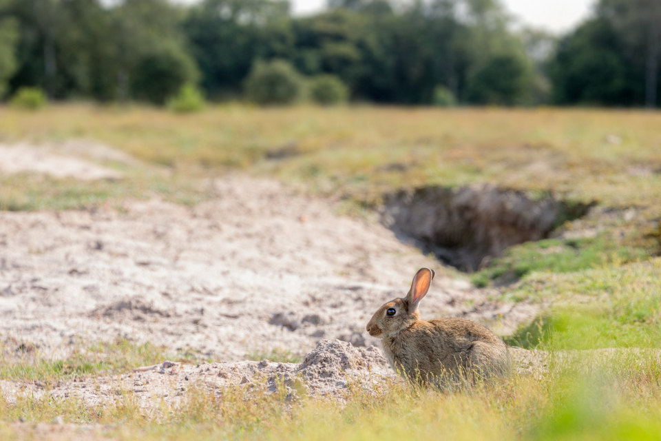Rabbits help rare species and unique Norfolk and Suffolk habitat