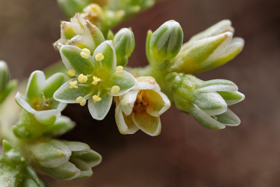 Close-up. Light-green leaves have shades of white. The flower's five petals are open in a star shape, with yellow stamen.