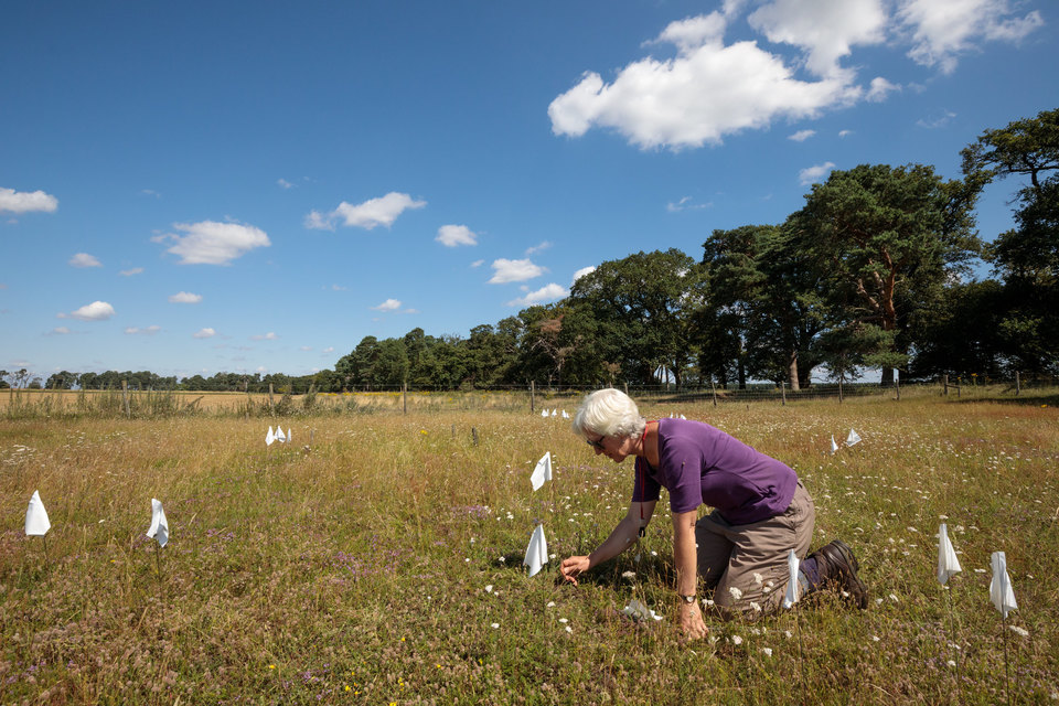 A woman on her knees plants little white flags where she has found plants in an open landscape of short green-yellow grass.