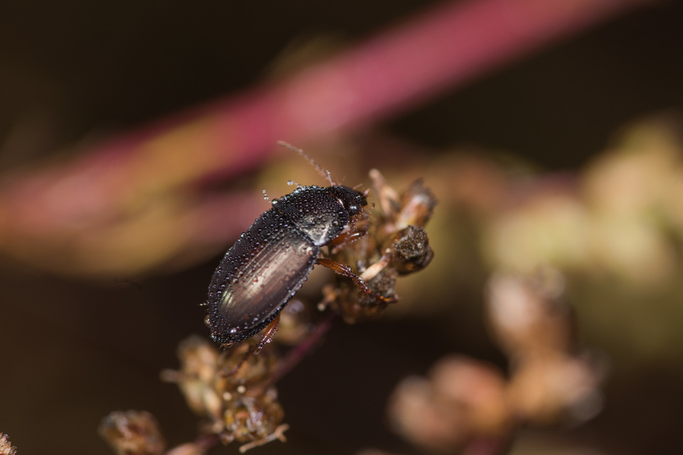 A black-brown, shiny beetle in sharp focus. It sits on a plant. Dew can be seen on its body. Light reflects off its carapace.