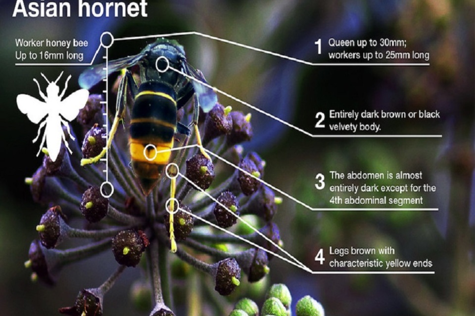 Asian hornet identified in Ascot