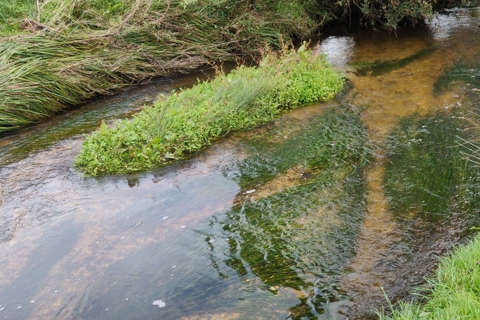 New chalk streams strategy launched to protect ‘England’s rain forests’