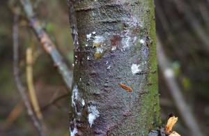 example of Phytopthora pluvialis lesions on a tree stem.