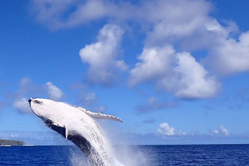 Pitcairn Islands’ tiny Pacific community publishes ambitious five year management plan for its vast Marine Protected Area
