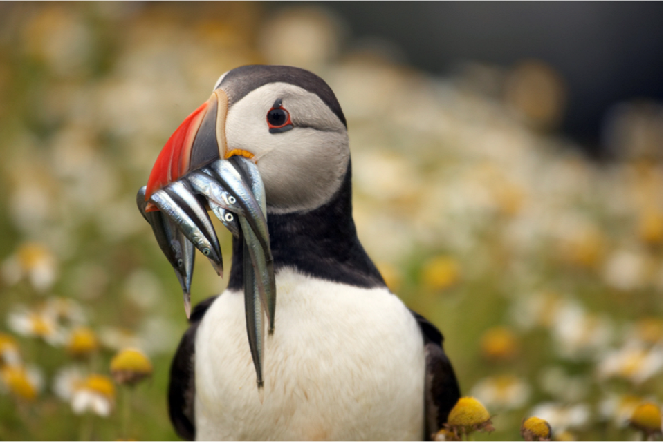 Government seeks views on the management of sandeels and norway pout