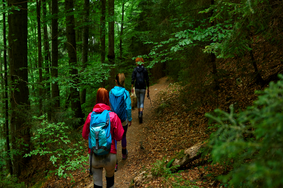 Extra funding to create jobs, expand woodlands and protect trees