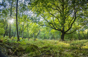 image of green trees