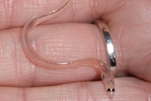 A glass eel in someone's hand