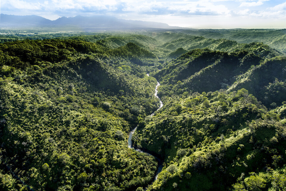 UK leads 45 governments in new pledges to protect nature