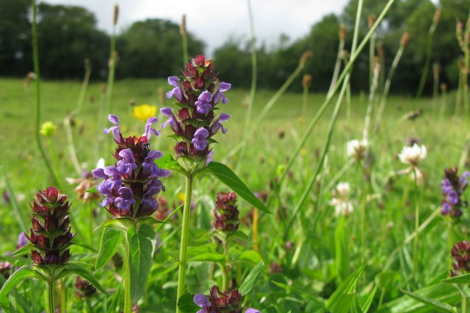 Fund to drive private sector investment in nature opens for second round