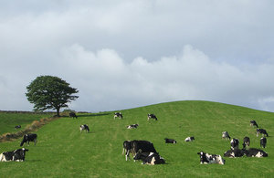 Cows in a field
