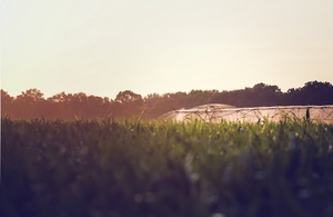 Cornfield irrigation