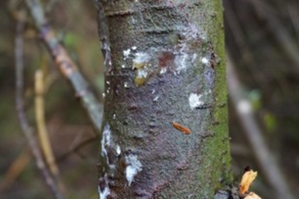 Forestry Commission continues to act on new tree disease