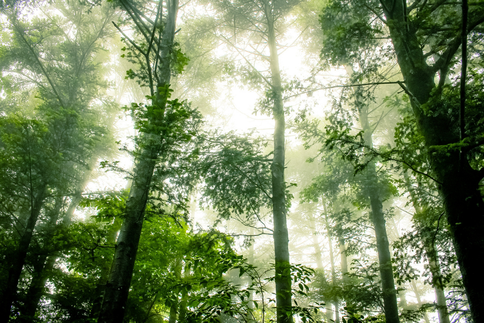 New Community Forest for Cumbria will see thousands of trees planted along Cumbria’s west coast