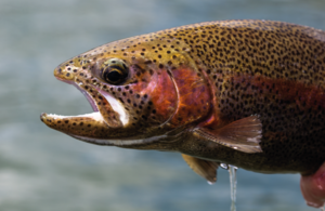 rainbow trout