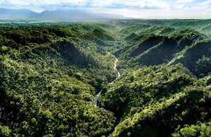 image of trees from above.