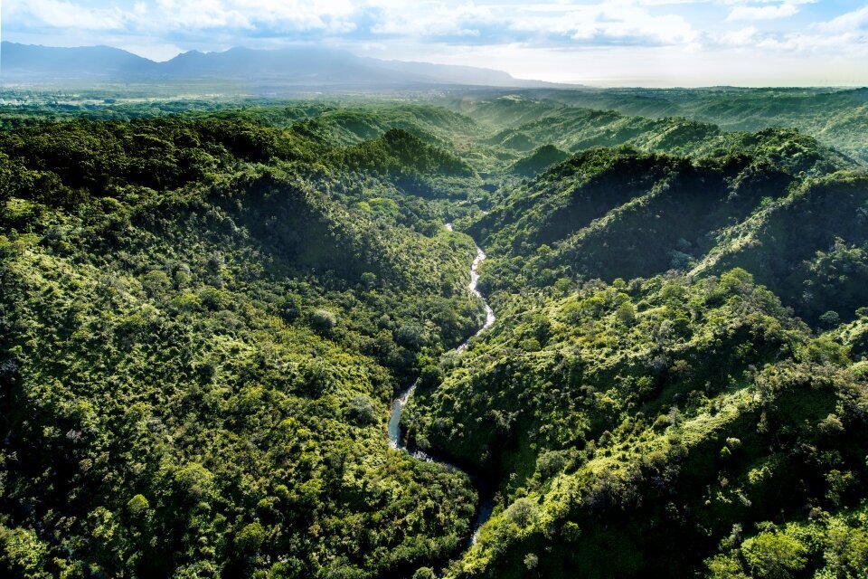 Government sets out plans to clean up the UK’s supply chains to help protect forests
