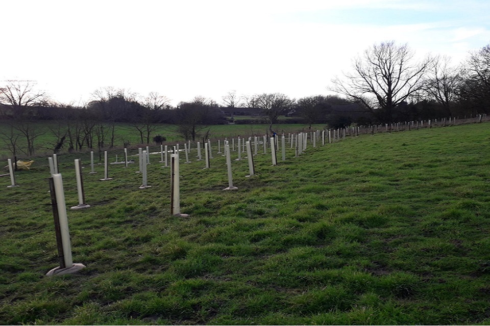 More than 1,000 trees to be planted in Suffolk