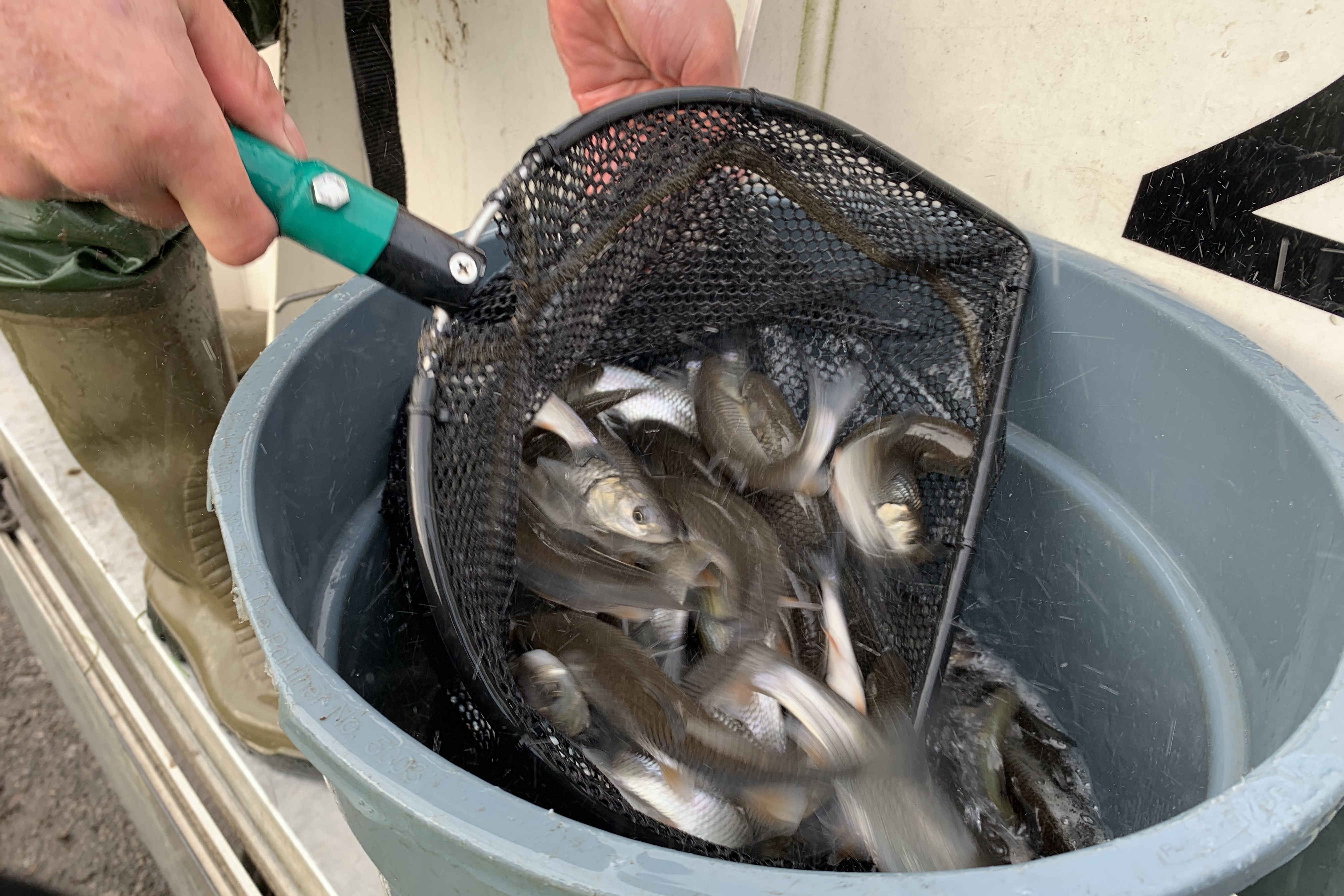 A net full of small fish