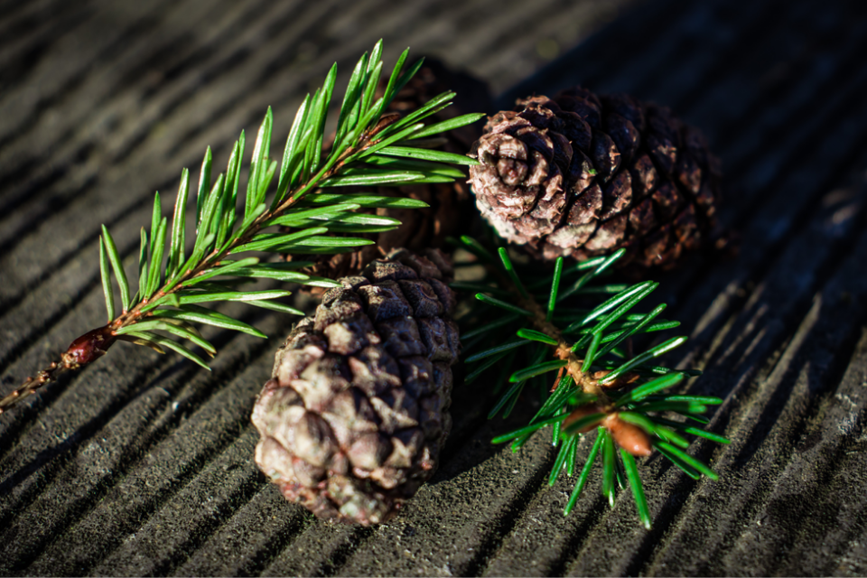 12 ways to ensure your Christmas won’t cost the earth!