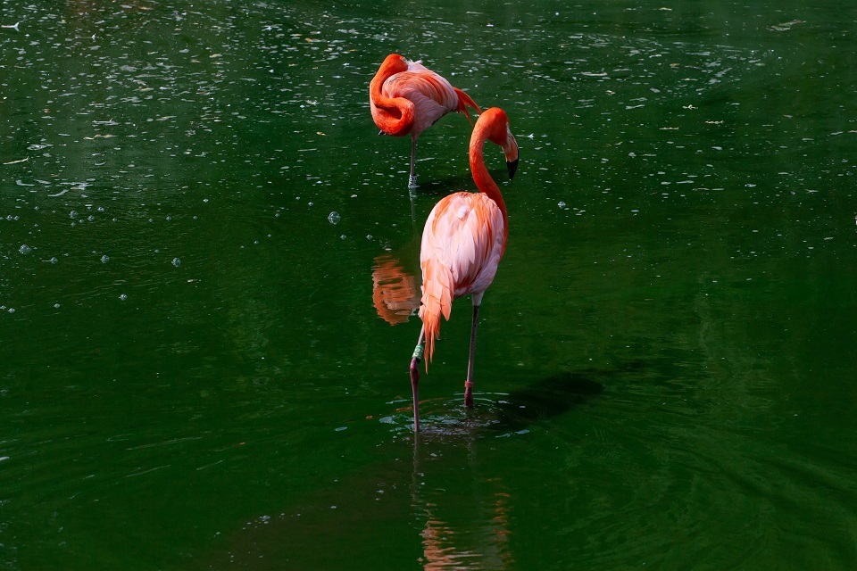 Swans and flamingos