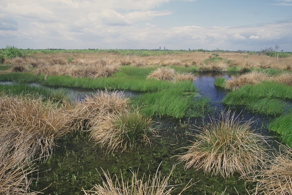 Plans to phase out the use of peat in the amateur horticulture sector