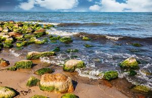 Seashore and seaweed