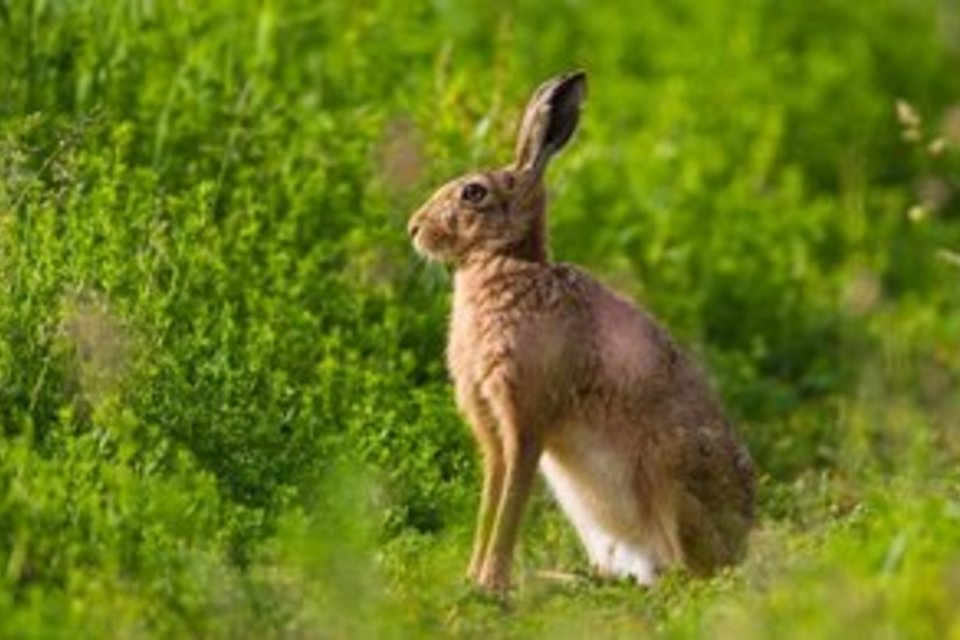 UN report praises UK efforts on wildlife and forest crime